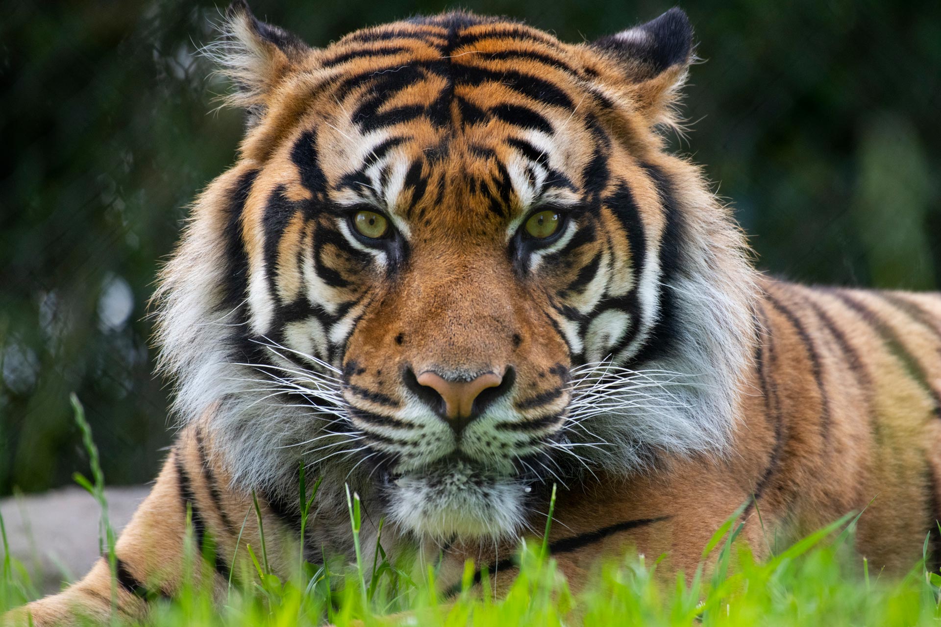 Blackforest Resort Kanha - Best Resort Near Kanha National Park